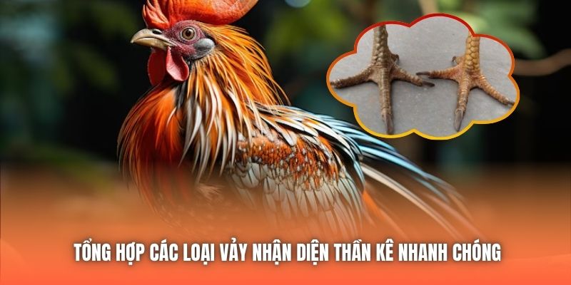 Tổng hợp các loại vảy nhận diện thần kê nhanh chóng