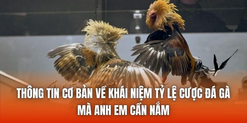 Thông tin cơ bản về khái niệm tỷ lệ cược đá gà mà anh em cần nắm